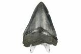 Serrated, Fossil Megalodon Tooth - South Carolina #168152-2